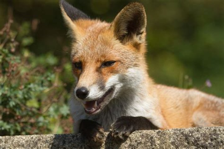 Foxes 201819 Everything is Permuted