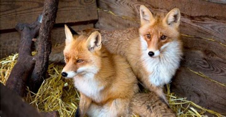 Foxes. Foxes.