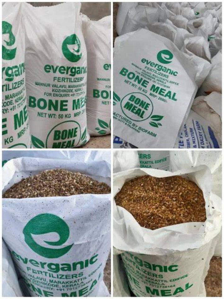 Gardener Sprinkling Bone Meal Feed Before Planting Purple Rose Bush