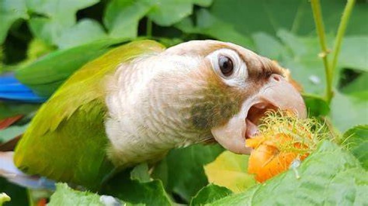 golden conure eating