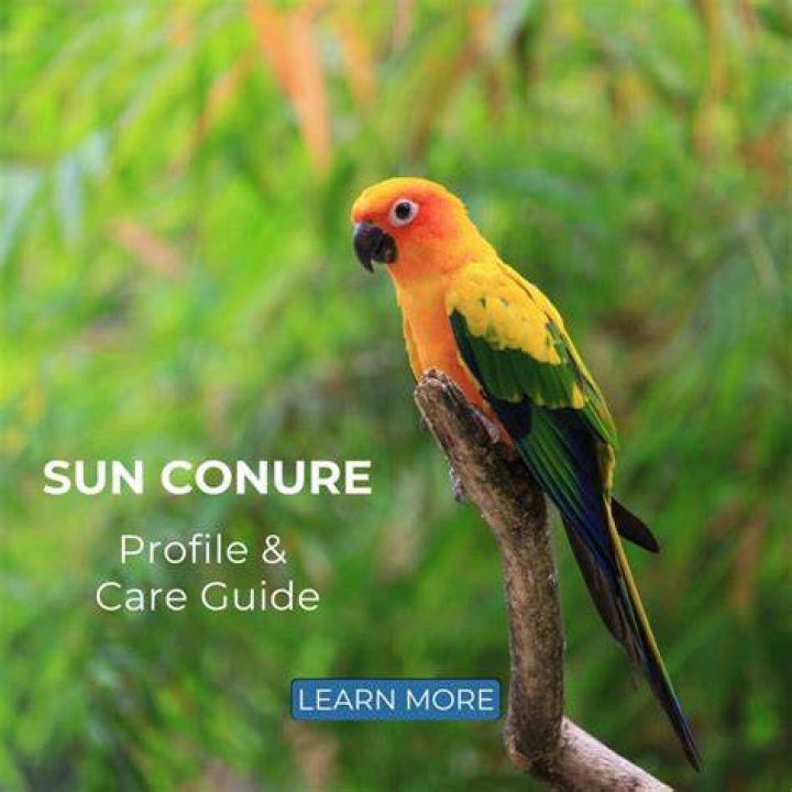 Golden Conure: Pictures, Info, Traits, and Care Guide