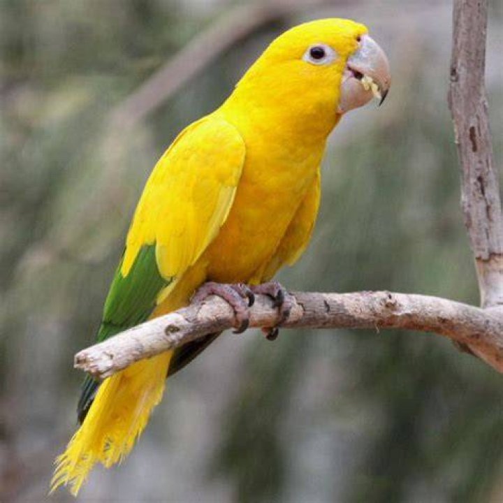 golden conure