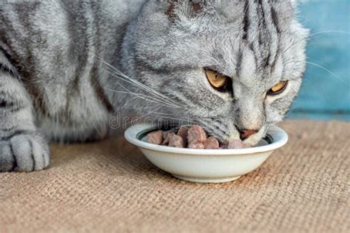 Gray cat eating from the bowl