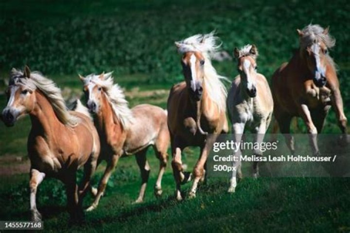 group of haflinger horses