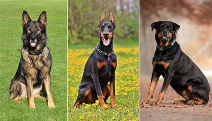 Guard dogs Guard dogs