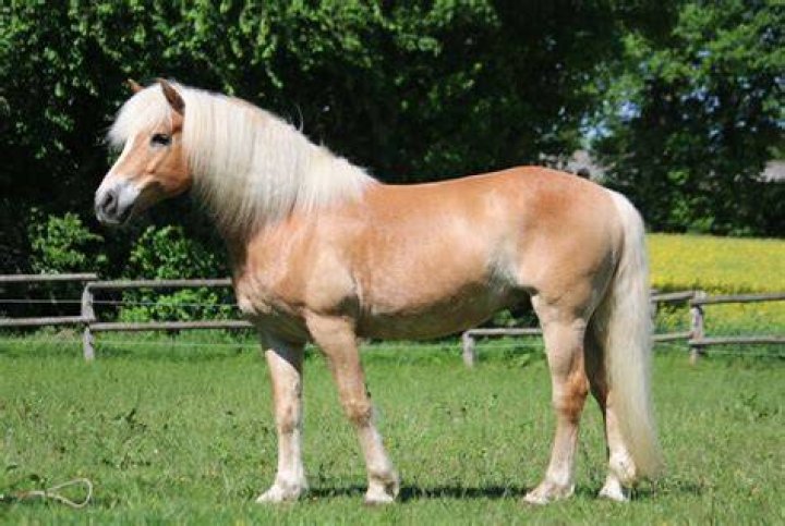 Haflinger Horse: Info, Pictures, Temperament & Traits