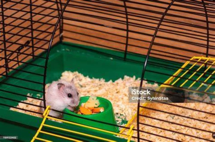 hamster eating inside his cage