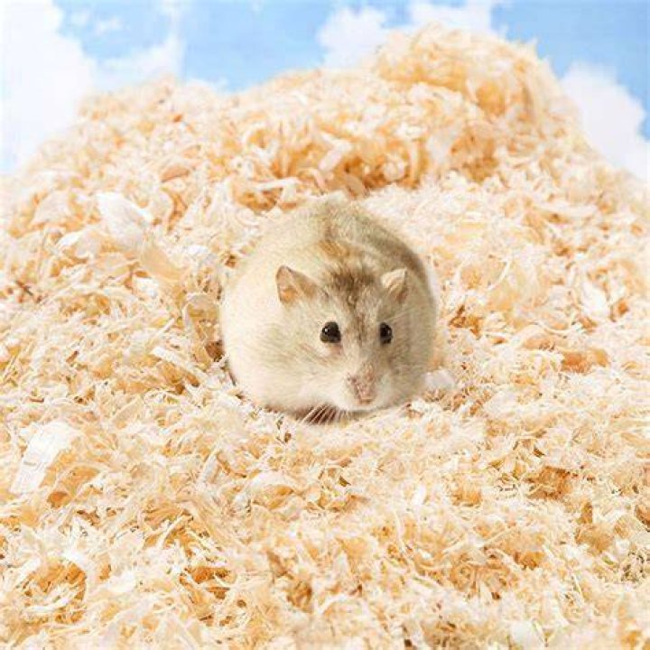 Hamster in shavings