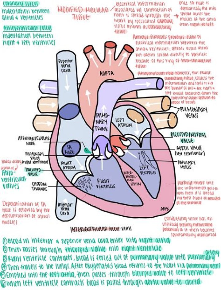 Heart Heart