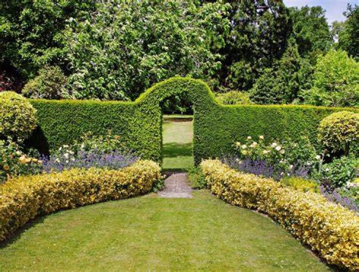 hedge