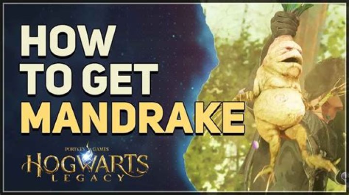 Hogwarts Legacy Mandrake