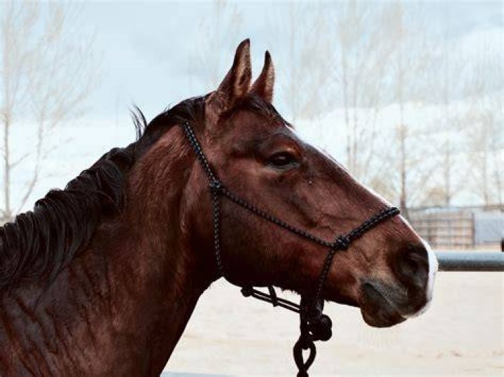 Horse, Bridle, Mammal, Rein, Halter, Western riding, Horse tack, Animal sports, Saddle, Stallion, 