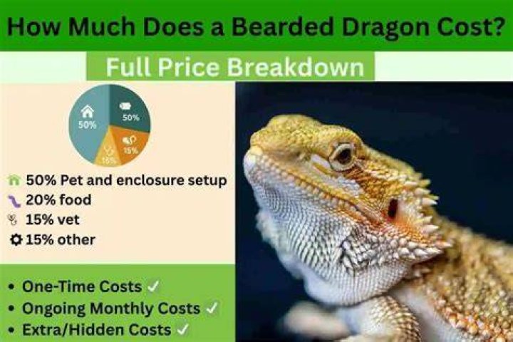 How Much Does a Bearded Dragon Cost? (2024 Price Guide)