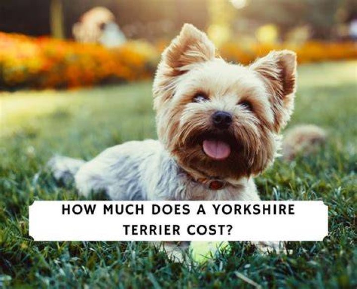 How Much Does a Yorkshire Terrier Cost? (2024 Price Guide)