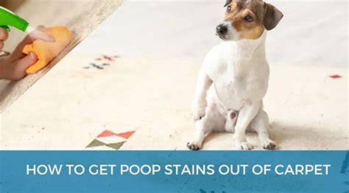 How to Get Cat Poop Stains & Smells Out of Carpet?