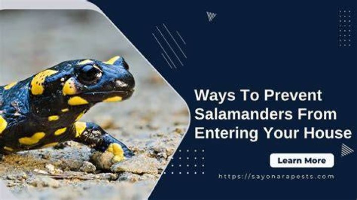 How To Keep Salamanders Out of Your House