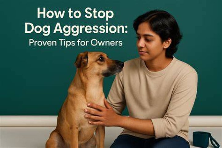 How to Stop Redirected Aggression in Dogs: Tips, Causes, & FAQ – A Complete Guide 2024