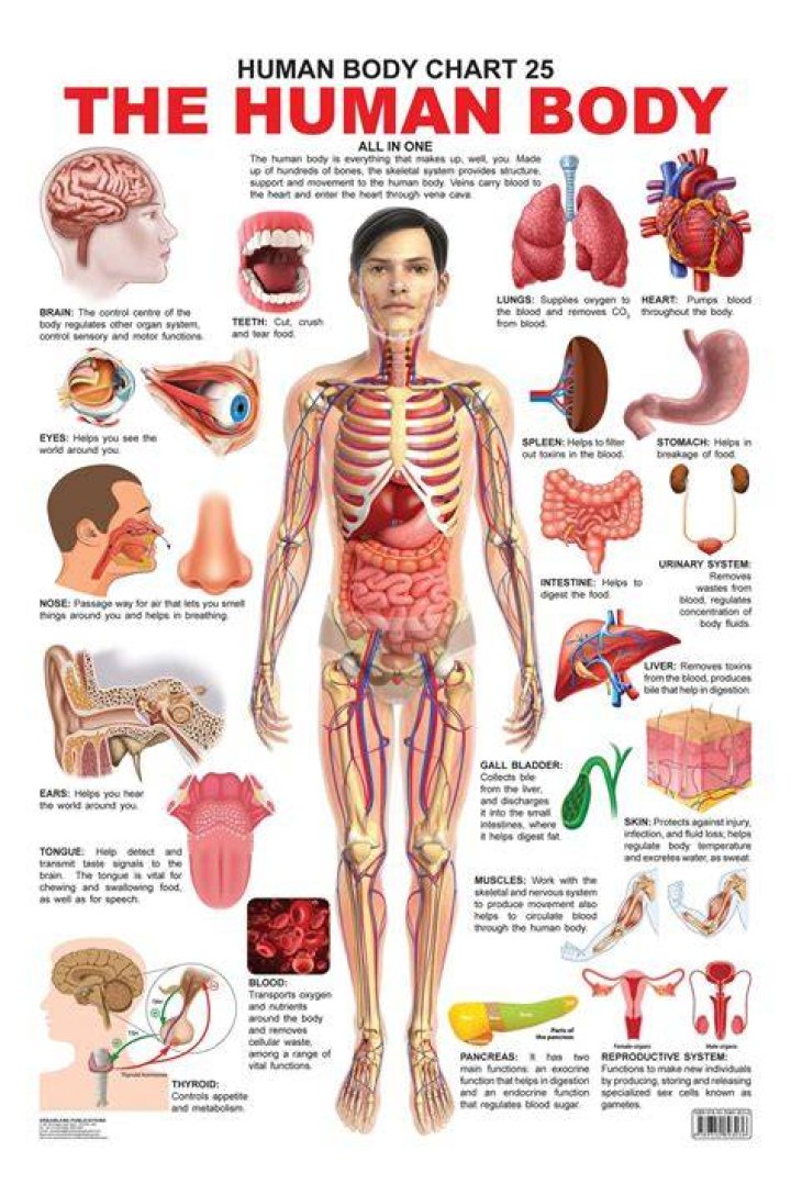 Human body, Human leg, Shoulder, Standing, Elbow, Physical fitness, Joint, Chest, Shorts, Playing sports, human body, human leg, shoulder, standing, elbow, physical fitness, joint, chest, shorts, playing sports,