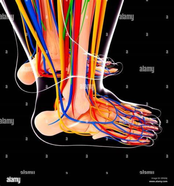 Human foot anatomy, artwork