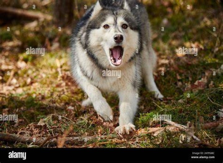 husky outdoor barking