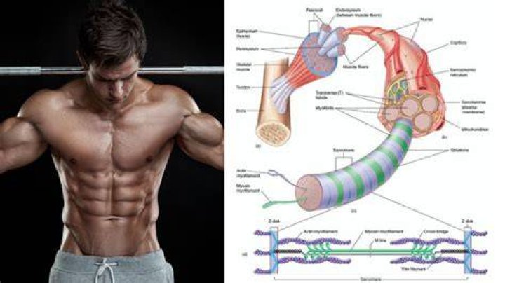 hypertrophy