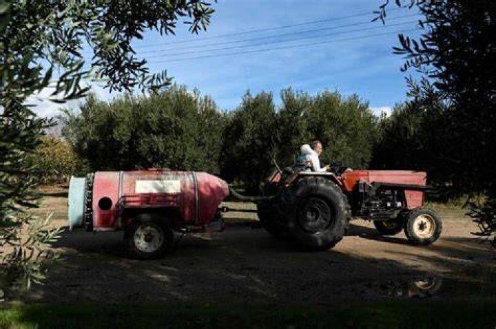 In many cases, growers did not deem it worth the trouble to harvest their estates In many cases, growers did not deem it worth the trouble to harvest their estates