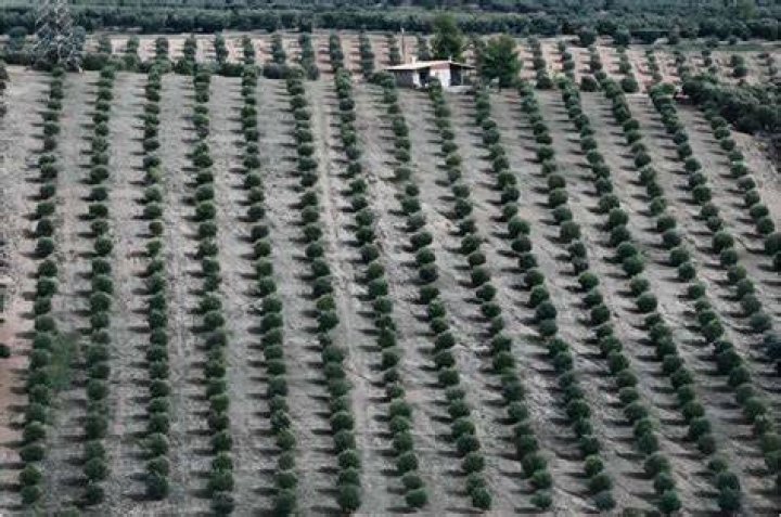 In the Halkidiki region more than 20,000 local producers cultivate 330,000 acres of olive trees In the Halkidiki region more than 20,000 local producers cultivate 330,000 acres of olive trees