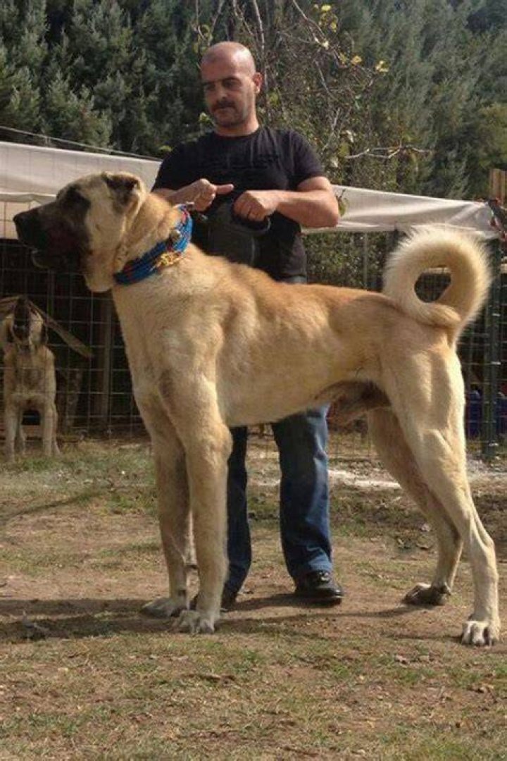 Is a Kangal a good family dog?