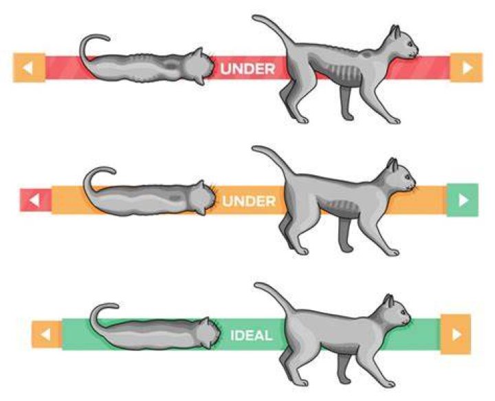 Is My Cat Too Underweight? Vet-Approved Ways to Tell if Your Cat is Too Skinny