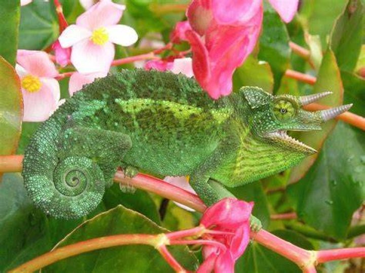 Jackson’s Chameleon Info: Pictures, Temperament & Traits
