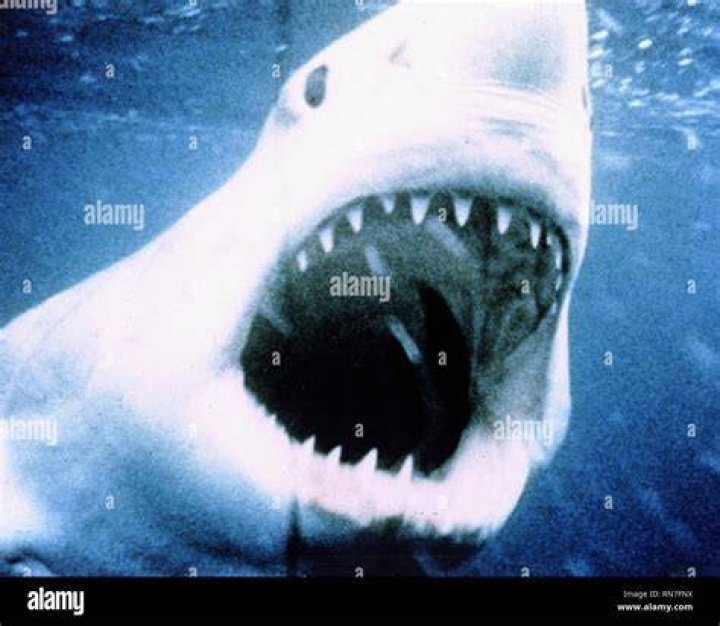 Jaws 