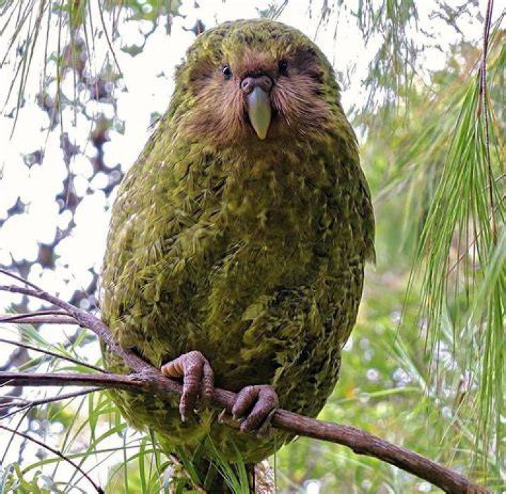 Kakapo Parrot