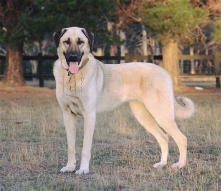 Kangal dog