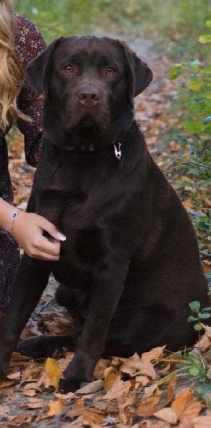 Kohler Creek Labradors