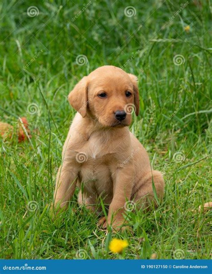 labrador puppies sitting on carpeted floor looking up