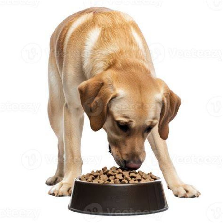 labrador retriever eating dog food