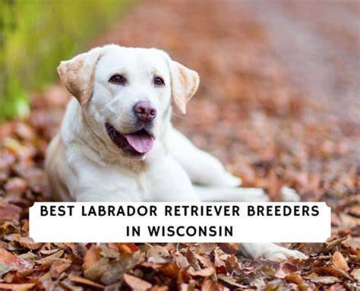 Labrador Retriever Puppies For Sale in Wisconsin: 2024 Breeders List