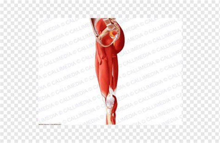 leg, arm, abdomen, muscle, knee, joint, thigh, trunk, crunch, human body,