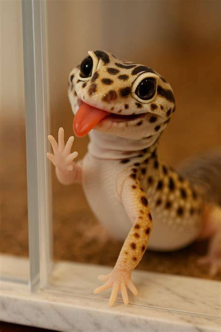 leopard gecko eating_Kurit afshen_Shutterstock
