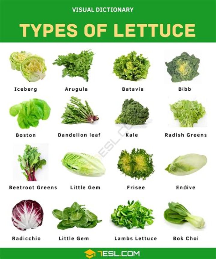 lettuce