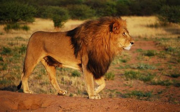 Lion. Lion.