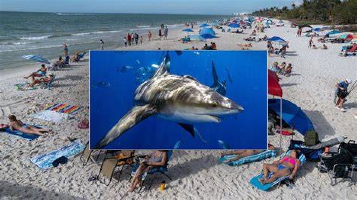 Lulu Shark Bite: The True Story Behind The Viral Phenomenon