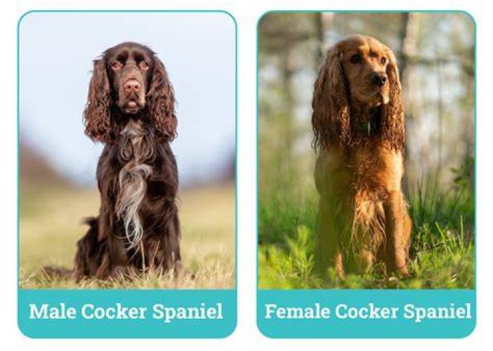Male vs Female Cocker Spaniels: The Differences (With Pictures)