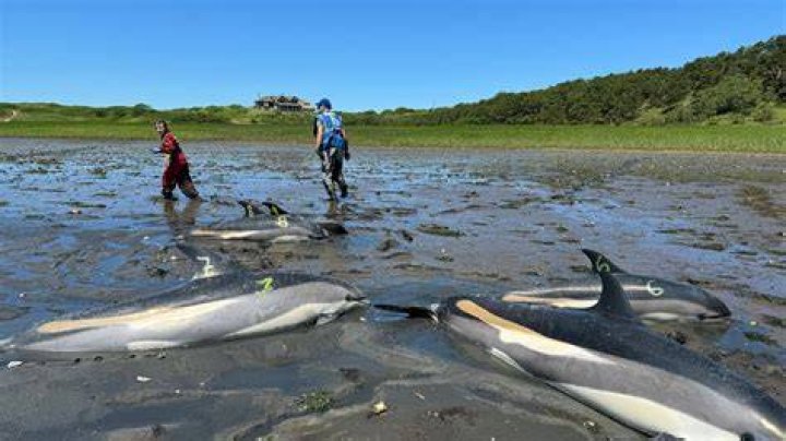 Mass stranding of dolphins on Ahipara coastline in Far North