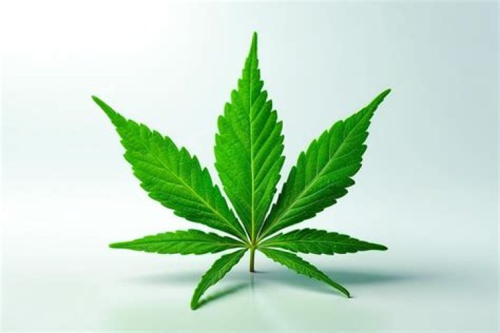 medical cannabis leaf over a white background
