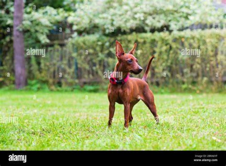 miniature pinscher standing on grass