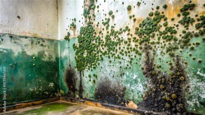 mold