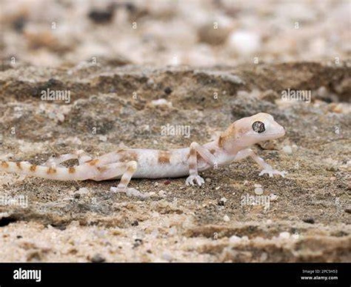 Namib Ghost gecko