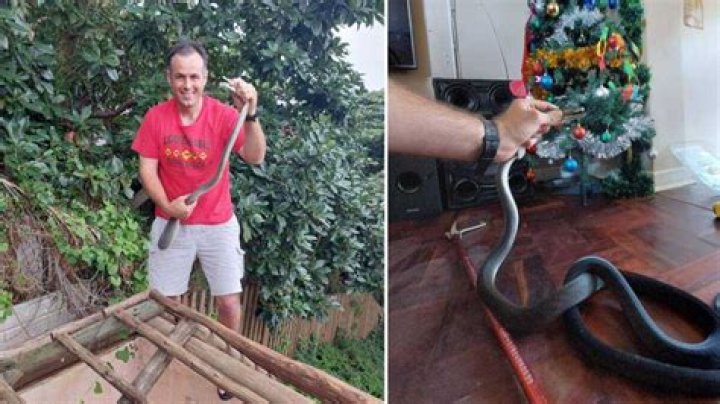 Nick Evans Christmas Came Early: Huge Black Mamba Snake Found Snuggled by a Christmas Tree