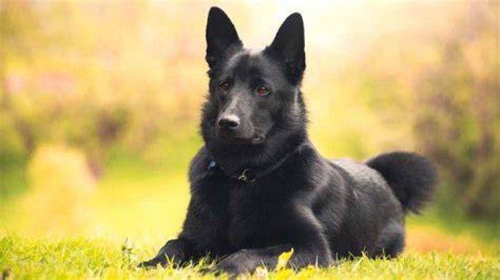 Norwegian Elkhound Black dog lying on grass